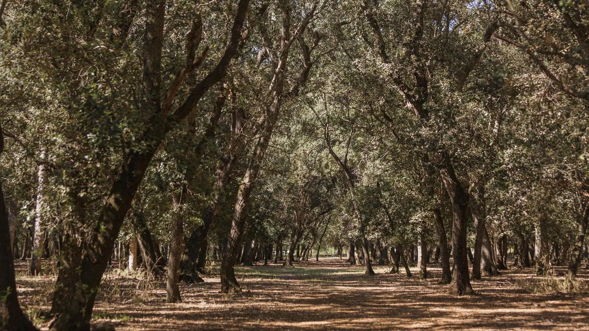 Historic Finca Nature, Charm & Total Privacy 布格 西班牙