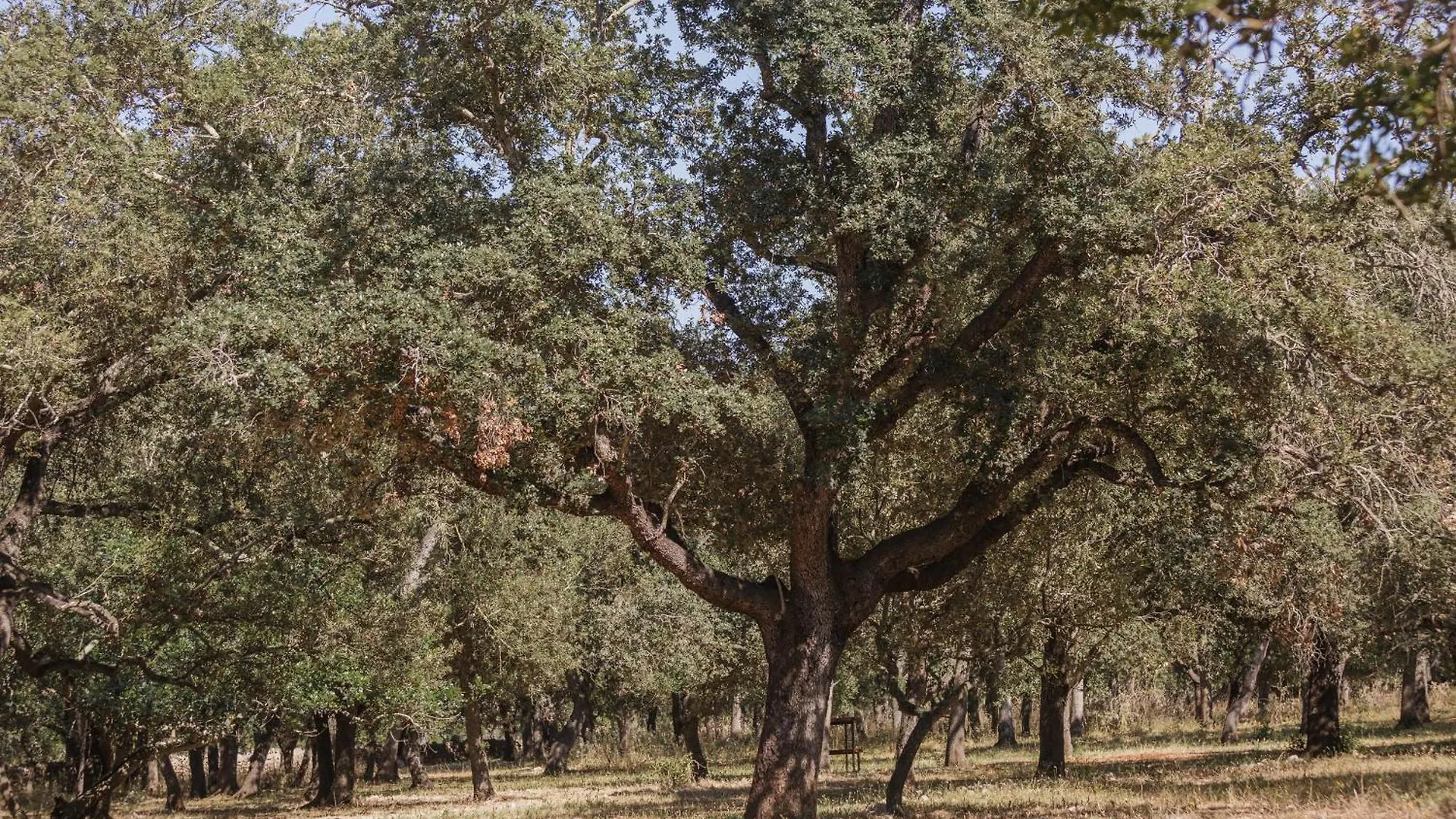 Historic Finca Nature, Charm & Total Privacy 布格 别墅